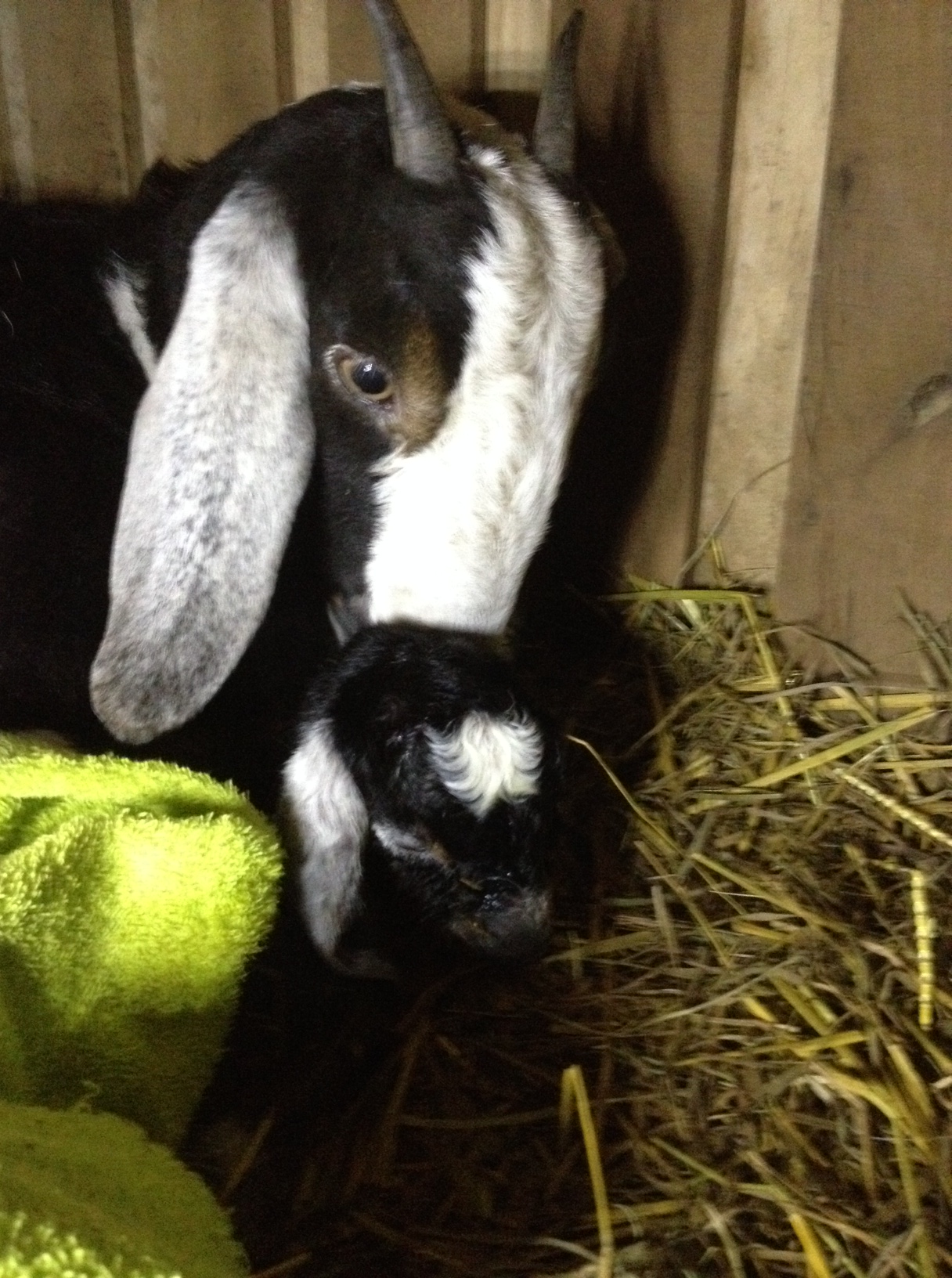 Violet with Daphne, 1 minute after birth