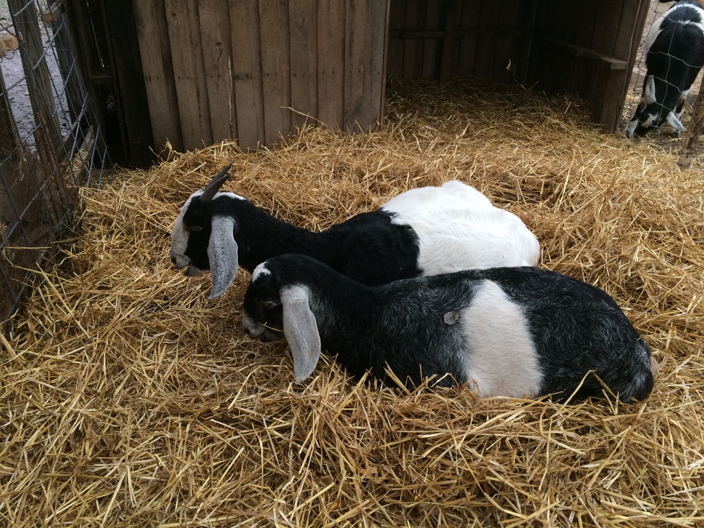 Violet and Daphne comfy in the maternity ward.