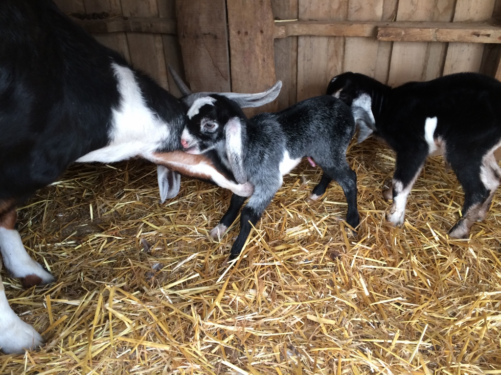 New born kids.  Here Violet is actually being a good mom to little girl.