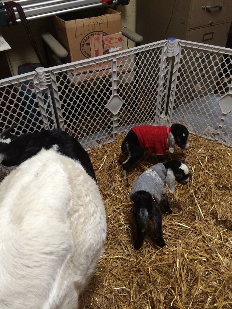 Violet and babies moved indoors to the hotel suite.  